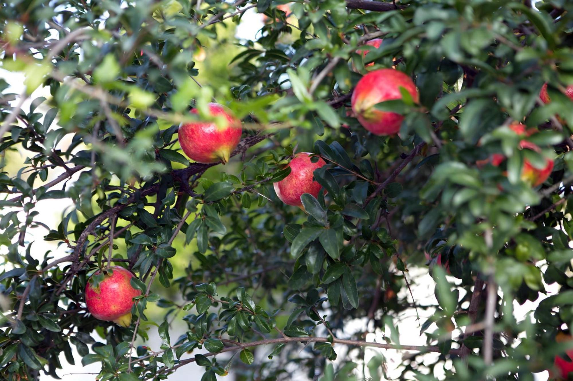 Nafplio Cottage-Grandma'S Yard Asíni Exterior foto